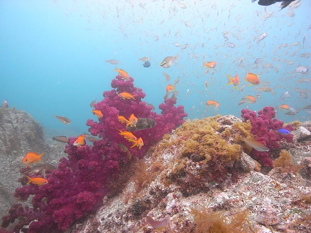 A Walk Underwater in Kamigoto (Boat Diving)-1