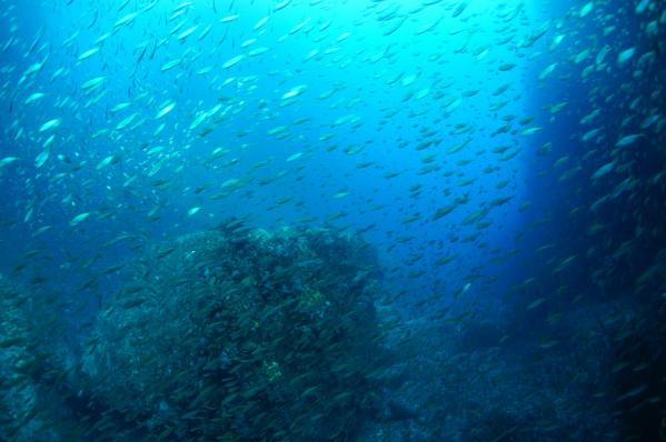 A Walk Underwater in Kamigoto (Boat Diving)-2