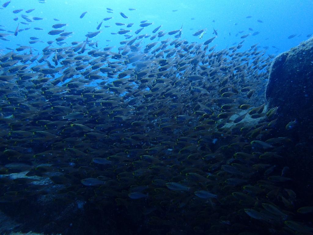 A Walk Underwater in Kamigoto (Boat Diving)-1