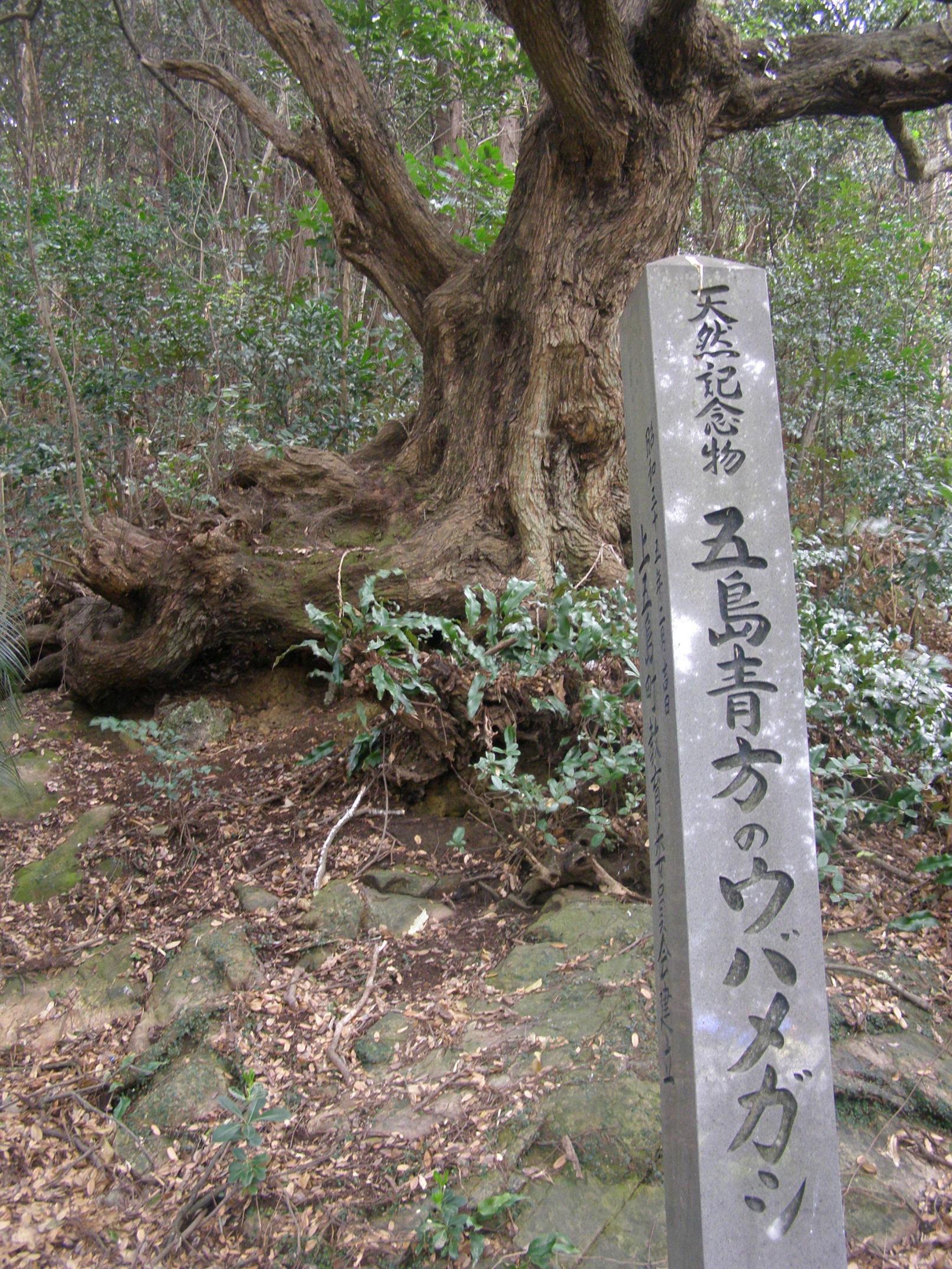 ウバメガシ （県天然記念物）-1