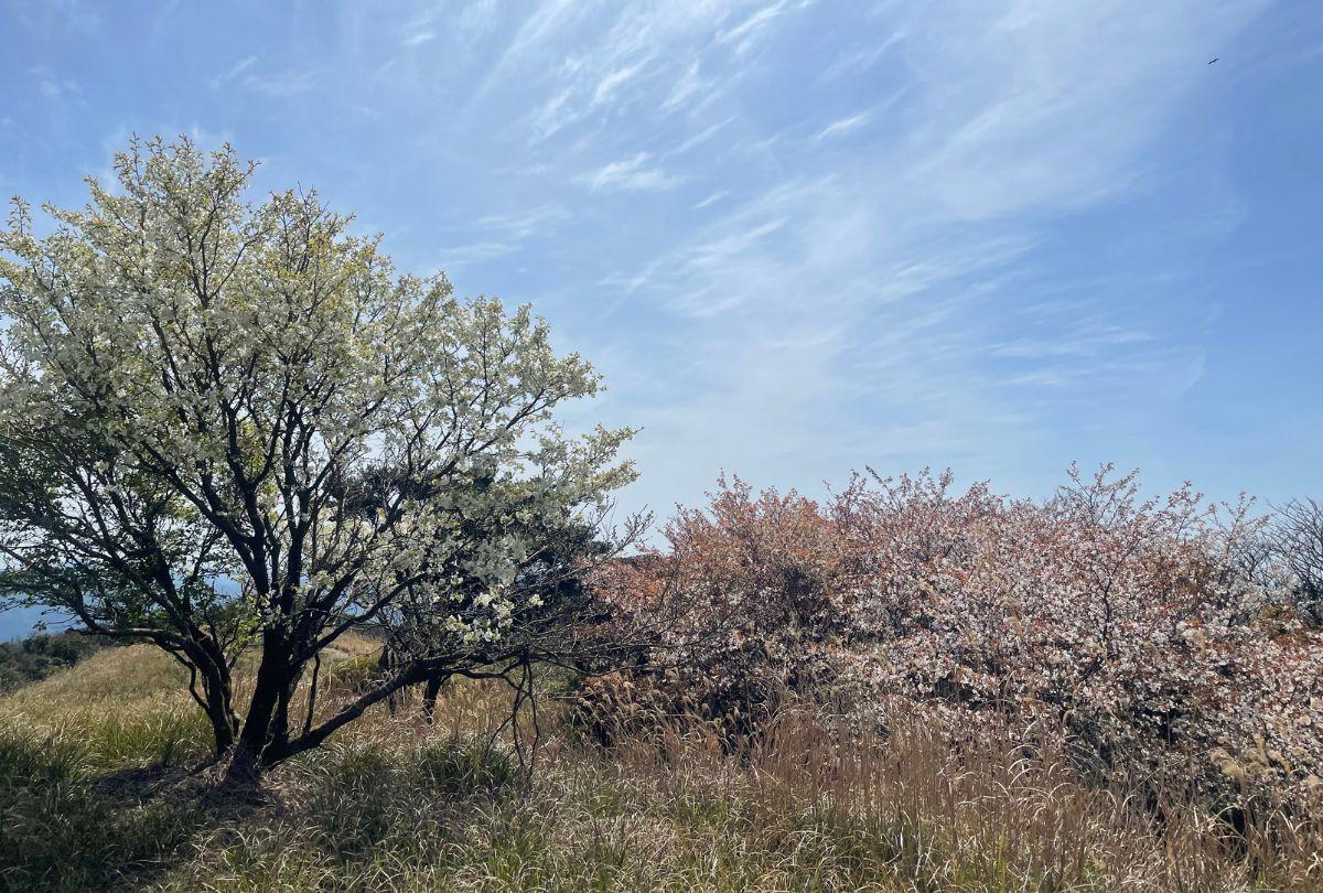 番岳 （番岳展望台）-3