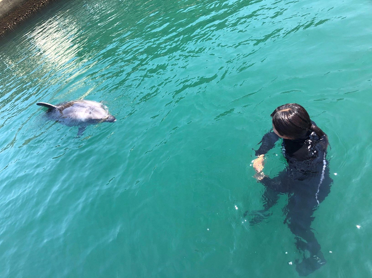 イルカと泳ぐ、ドルフィンスイム(Dolphin Encounter)@壱岐イルカパーク&リゾート-0