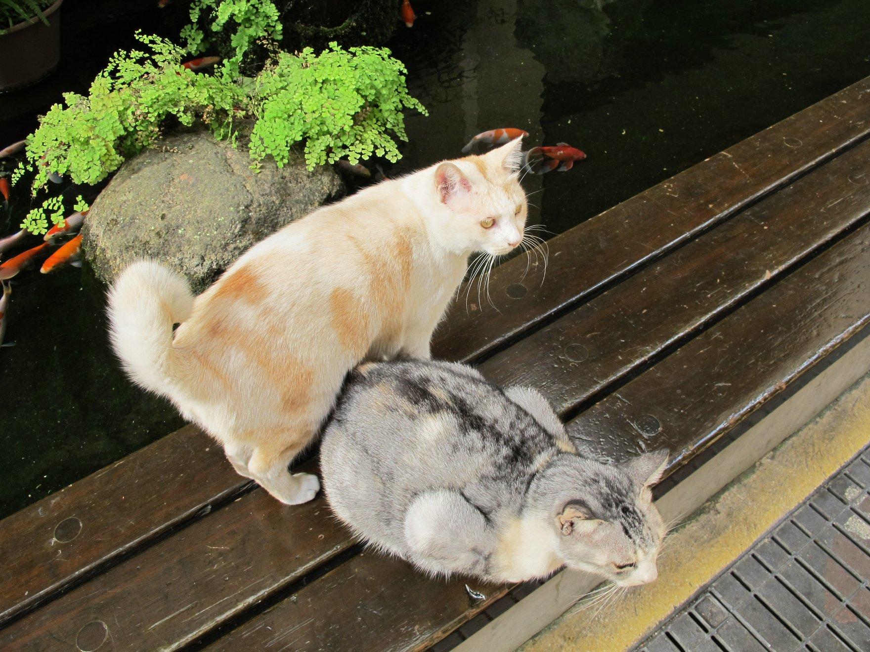 Tail-curved cat in Nagasaki-1