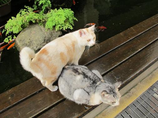 Tail-curved cat in Nagasaki-0