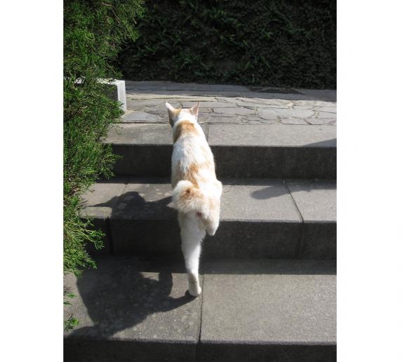 Tail-curved cat in Nagasaki-2