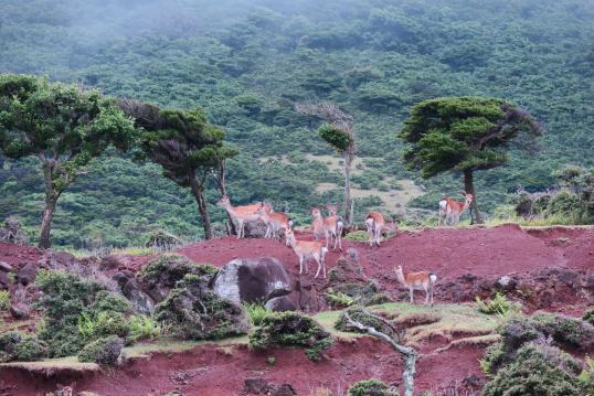 Nozaki Island-1