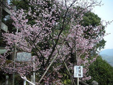 西山神社の寒桜-0