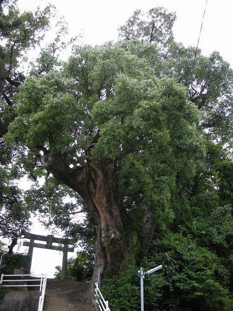 矢上八幡神社の大クス-0