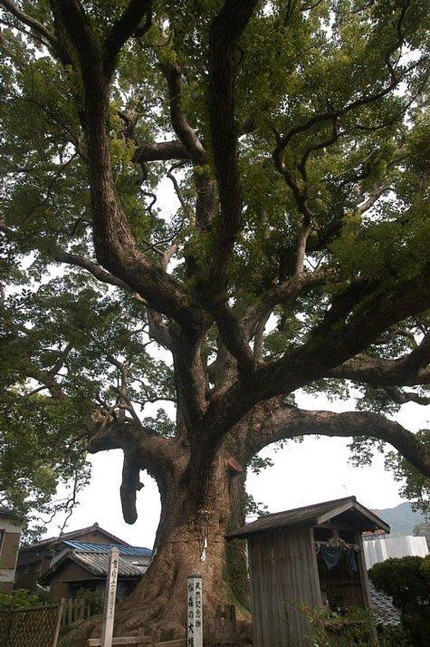 松森神社のクスノキ群-1