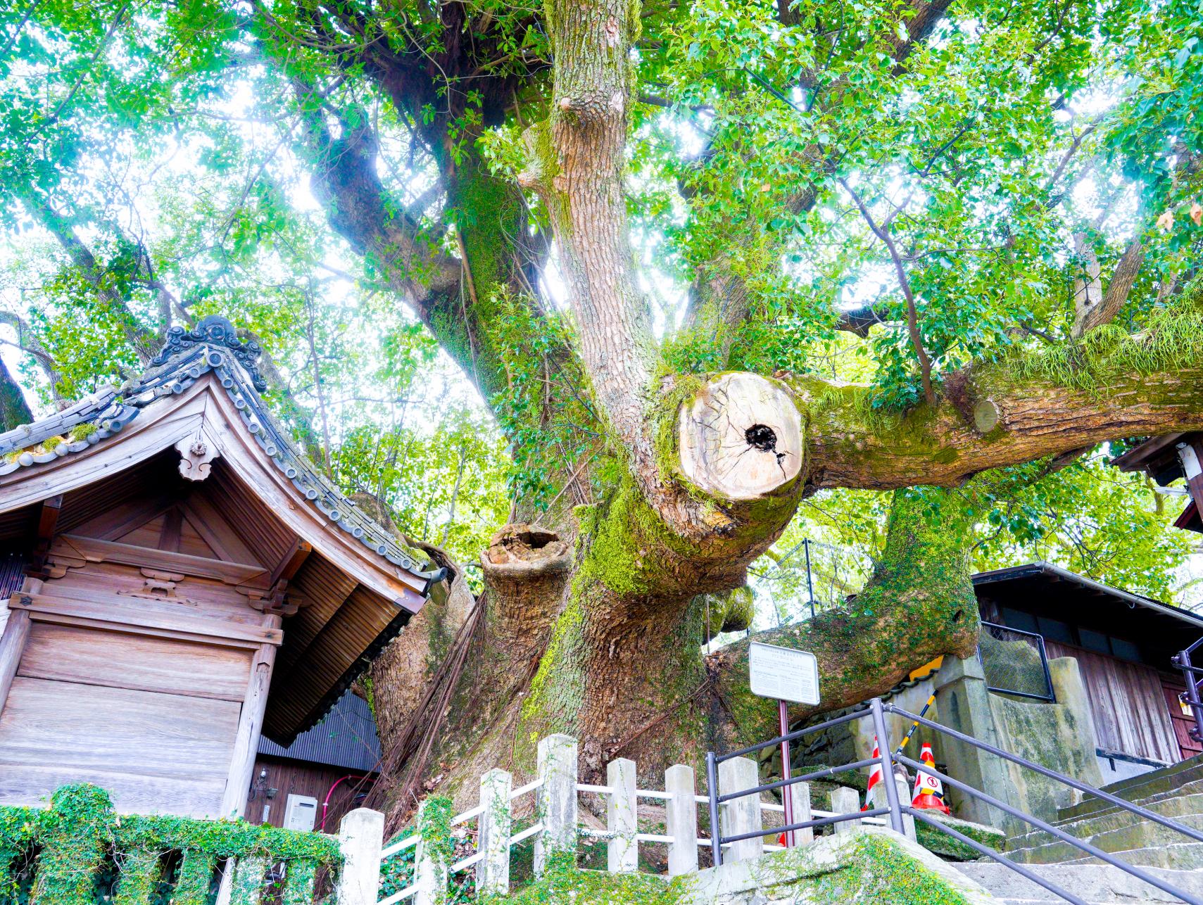 大徳寺の大クス-1