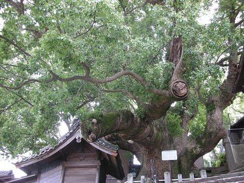 大徳寺の大クス-0