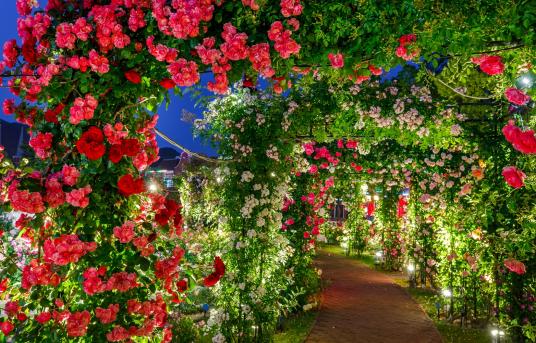 Huis Ten Bosch One-Million Rose Festival-3