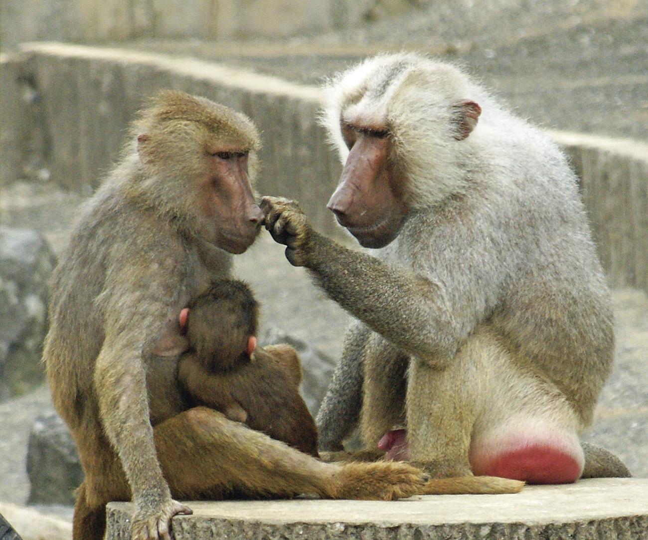 【九十九島動植物園森きらら】　朝の森きらら-1