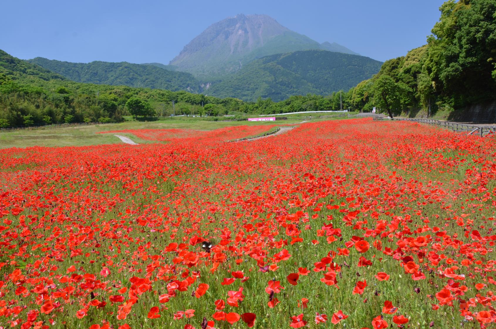 しまばら火張山花公園「春の花まつり」-1