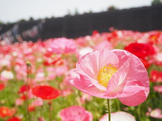 しまばら火張山花公園「春の花まつり」-1