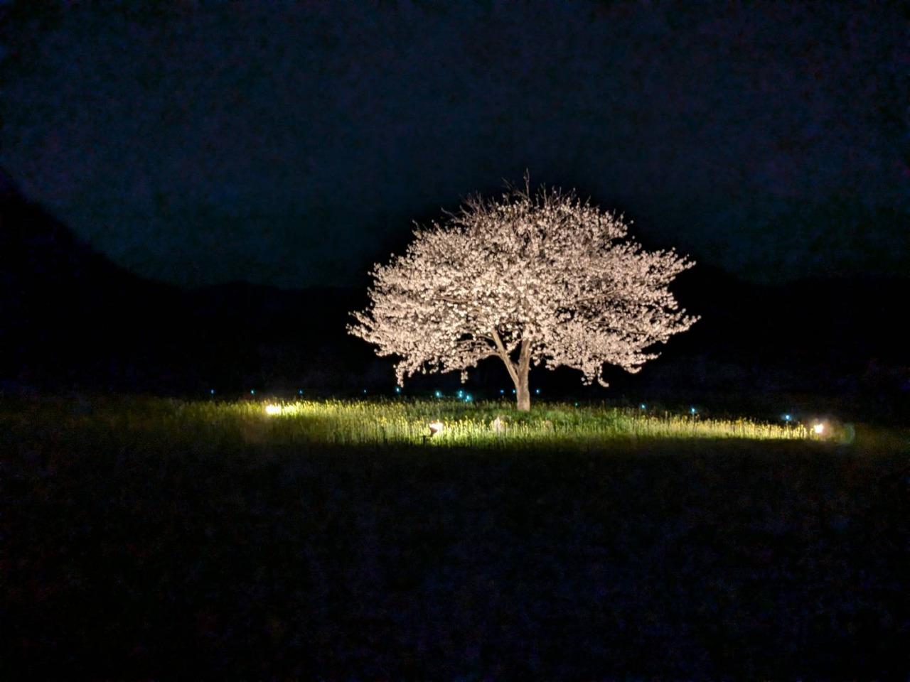 しまばら火張山花公園「春の花まつり」-4