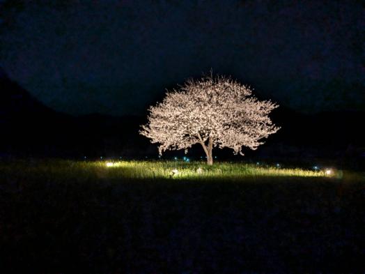 しまばら火張山花公園「春の花まつり」-4