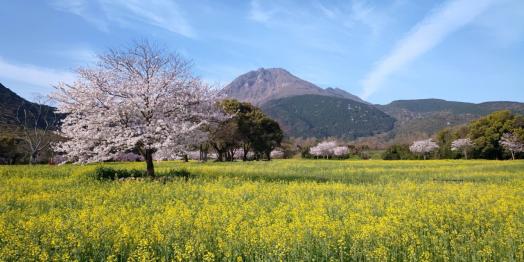 しまばら火張山花公園「春の花まつり」-2