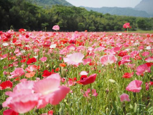 しまばら火張山花公園「春の花まつり」-0