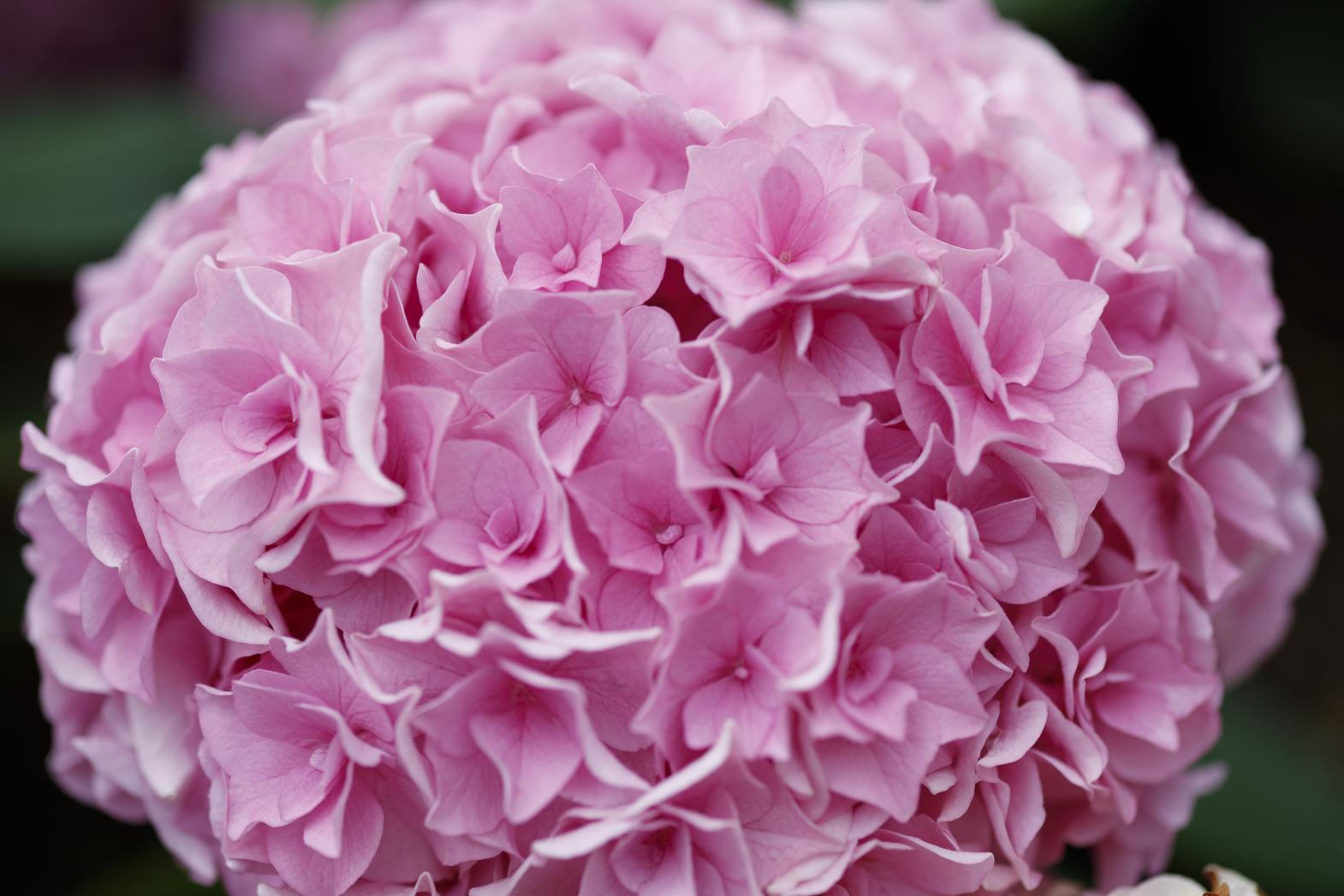 Huis Ten Bosch Hydrangea Festival-2