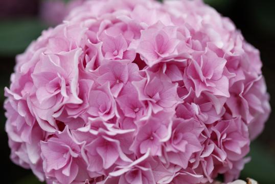 Huis Ten Bosch Hydrangea Festival-2