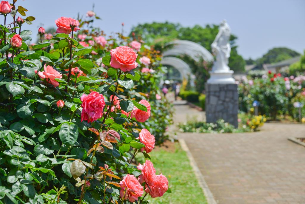 九十九島動植物園森きらら】春のローズフェスティバル | イベント