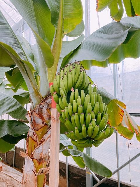 壱岐王様バナナ農園でバナナジュースを作ろう-1