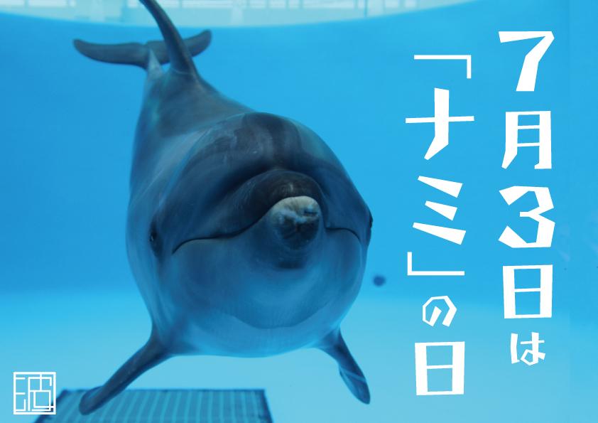 ハンドウイルカ　ナミ展-1