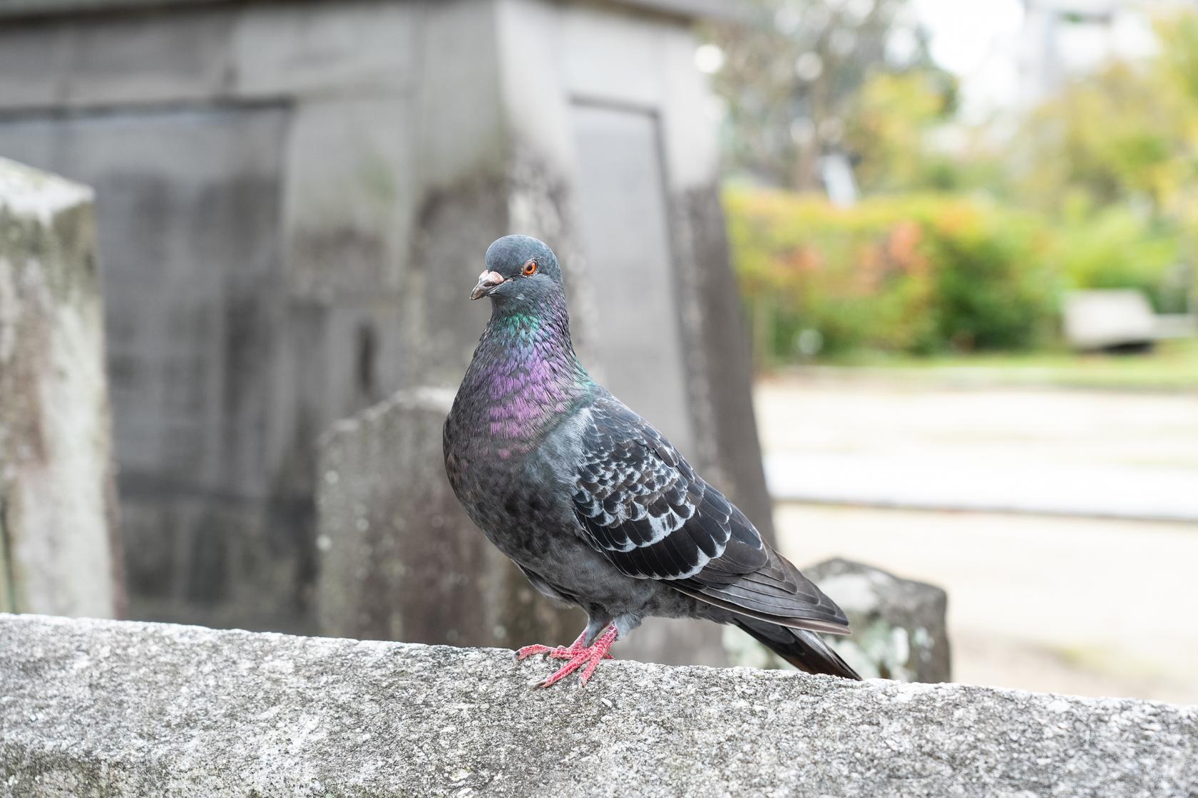 Kameyama Hachimangu-Shrine-7