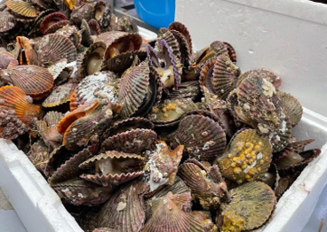ヒオウギ貝～海上の漁師小屋での貝磨き体験～-3