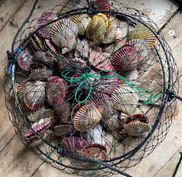 ヒオウギ貝～海上の漁師小屋での貝磨き体験～-1