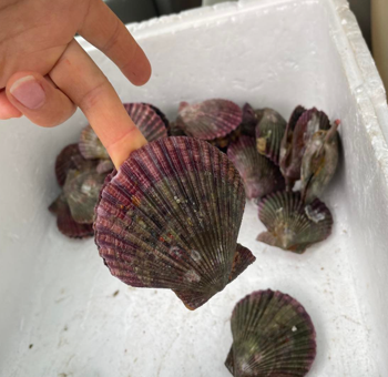 ヒオウギ貝～海上の漁師小屋での貝磨き体験～-2