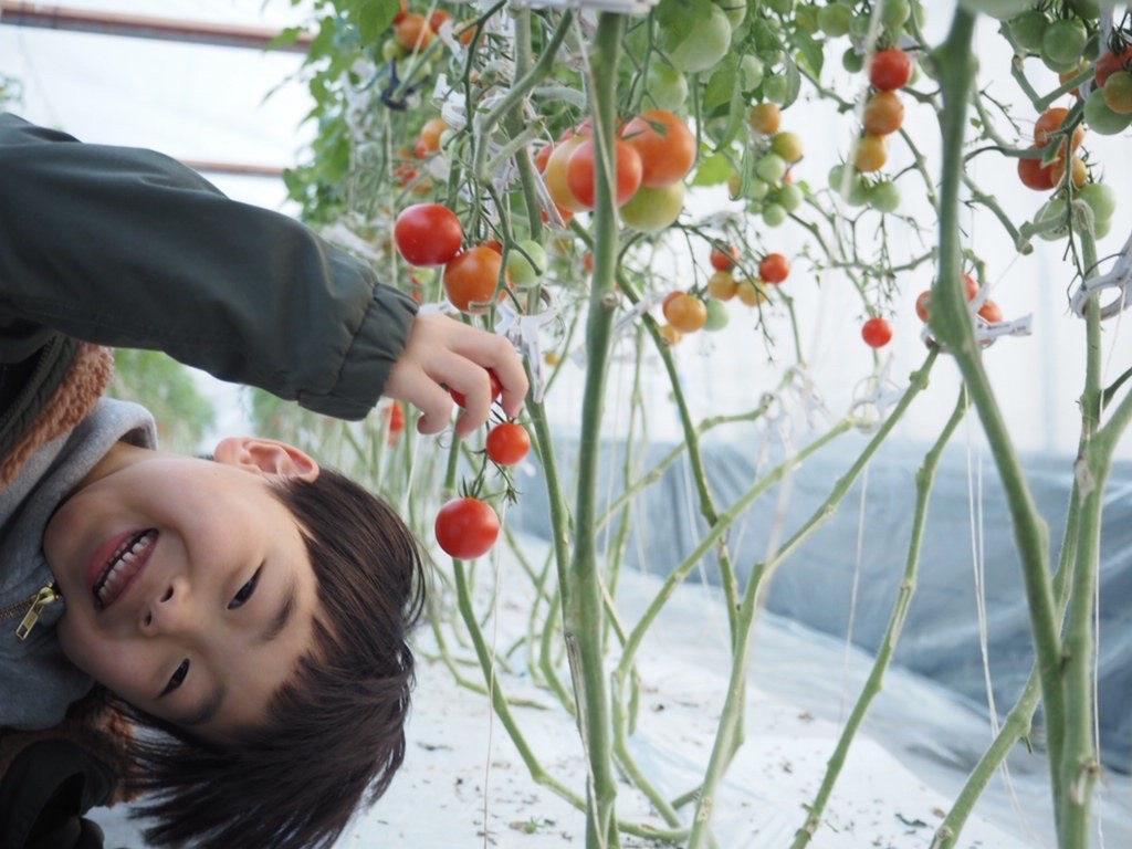 親子で楽しめる！高糖度トマト収穫体験-3