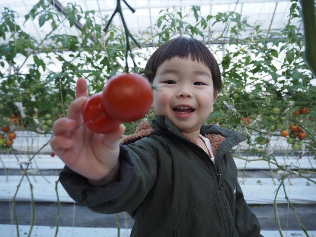 親子で楽しめる！高糖度トマト収穫体験-1