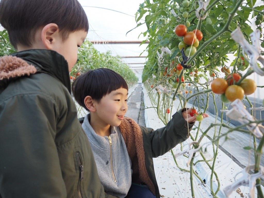 親子で楽しめる！高糖度トマト収穫体験-0