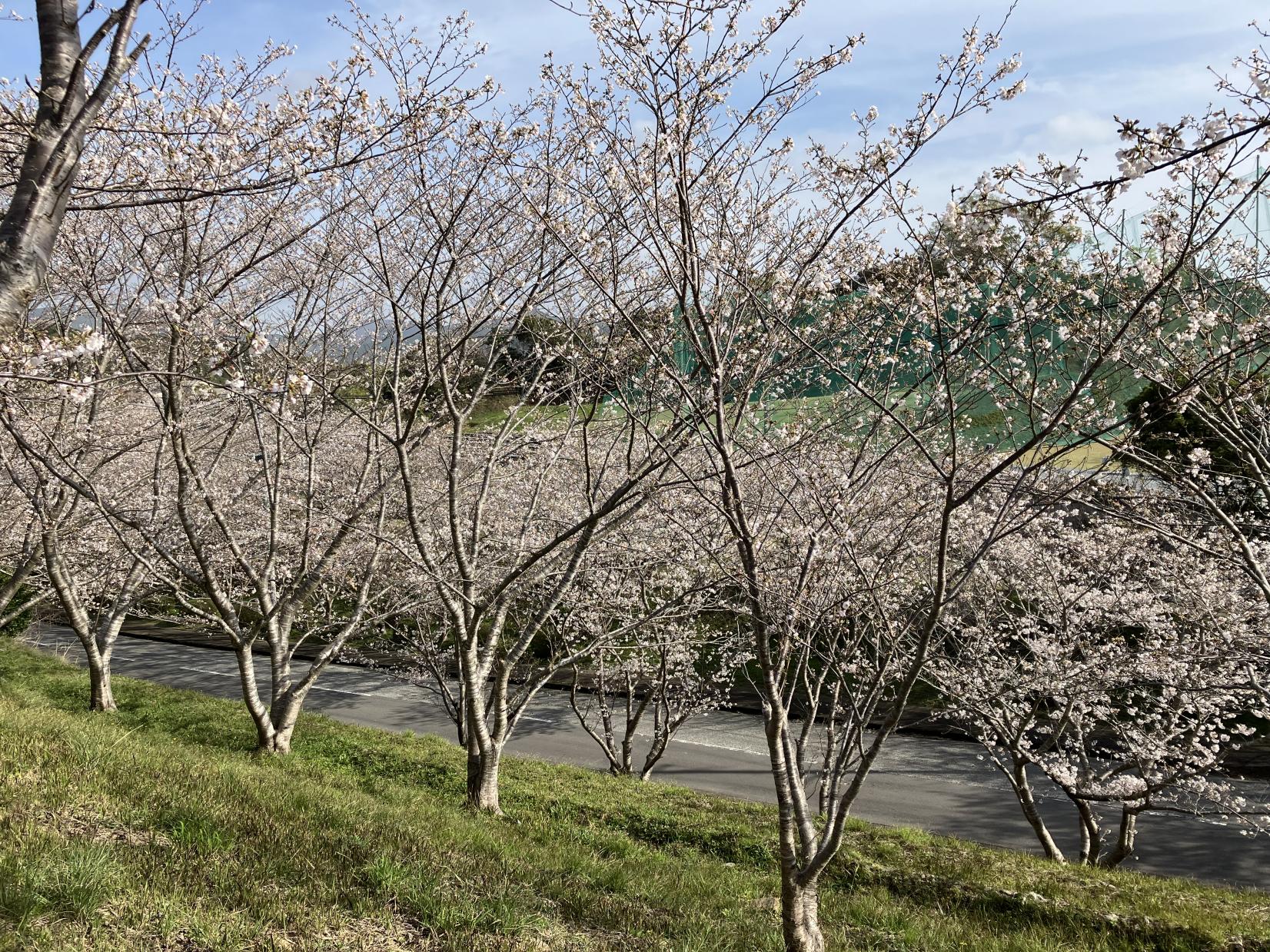 長崎市さくらの里公園-1