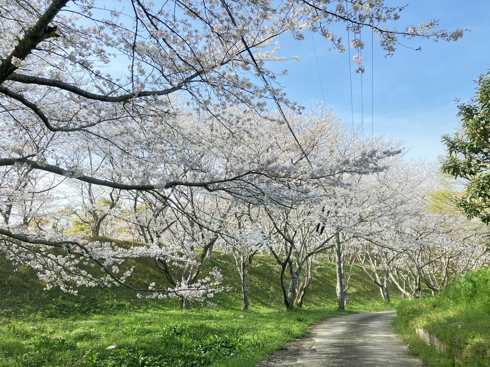 長崎市さくらの里公園-0