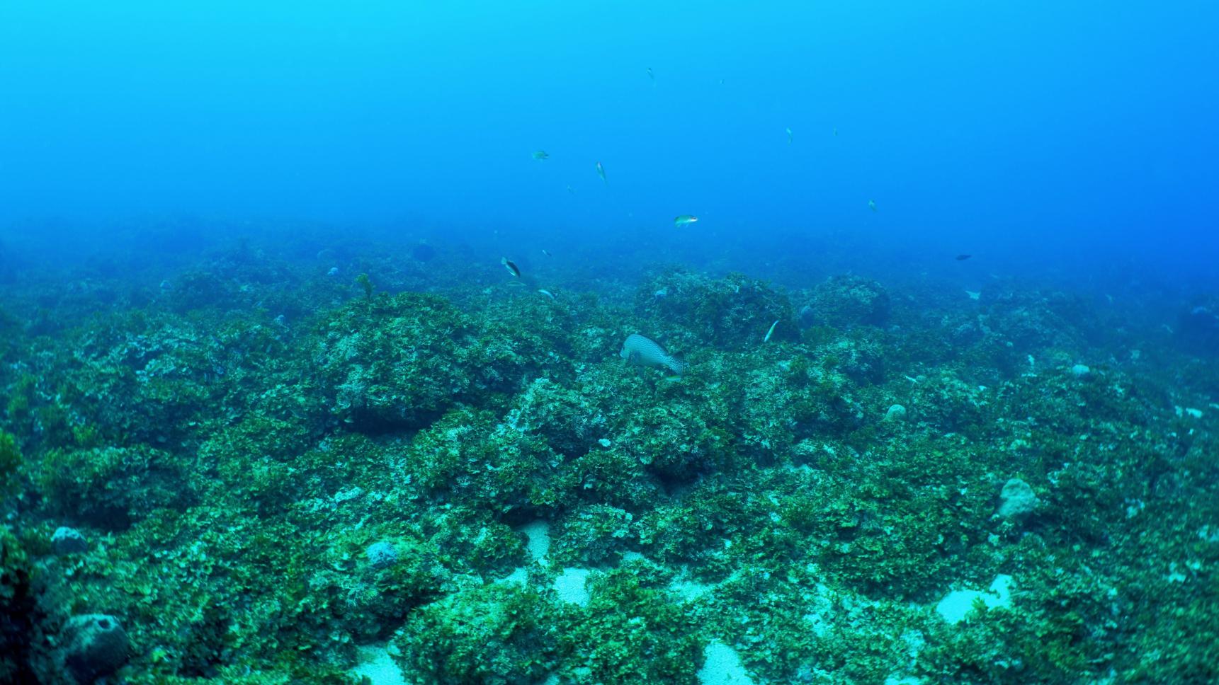 ダイビングインストラクターと行く郷ノ浦三島クルージング-2