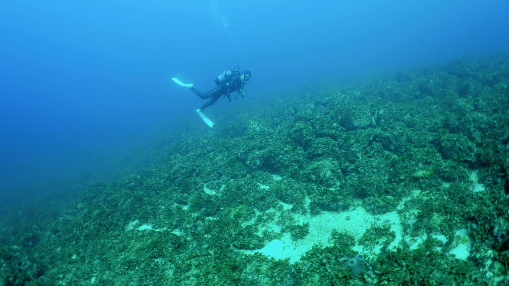 ダイビングインストラクターと行く郷ノ浦三島クルージング-1