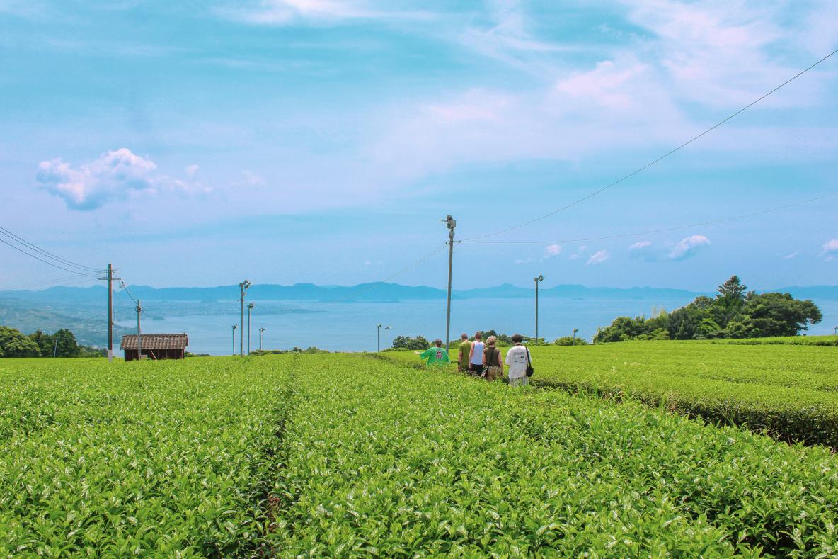 Higashisonogi Tea Tour See & Do DISCOVER NAGASAKI/The Official