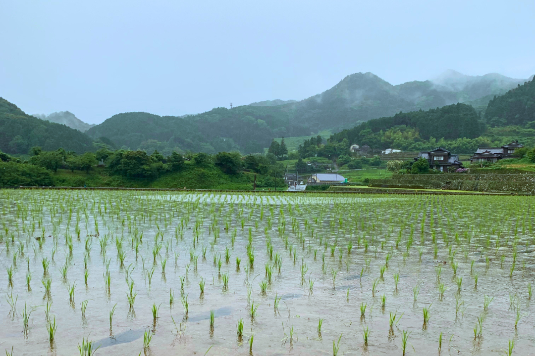 Onigi Terraced Rice Fields Lantern Festival-4