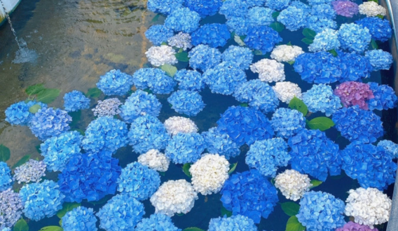 あじさい花手水-2