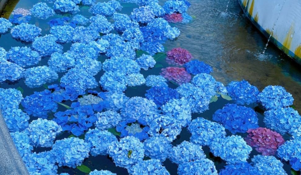 あじさい花手水-4