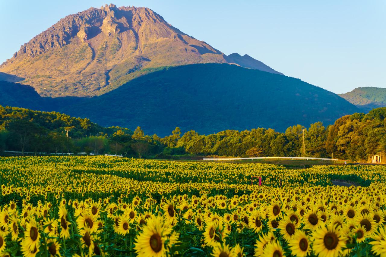しまばら火張山花公園「秋桜まつり」-2