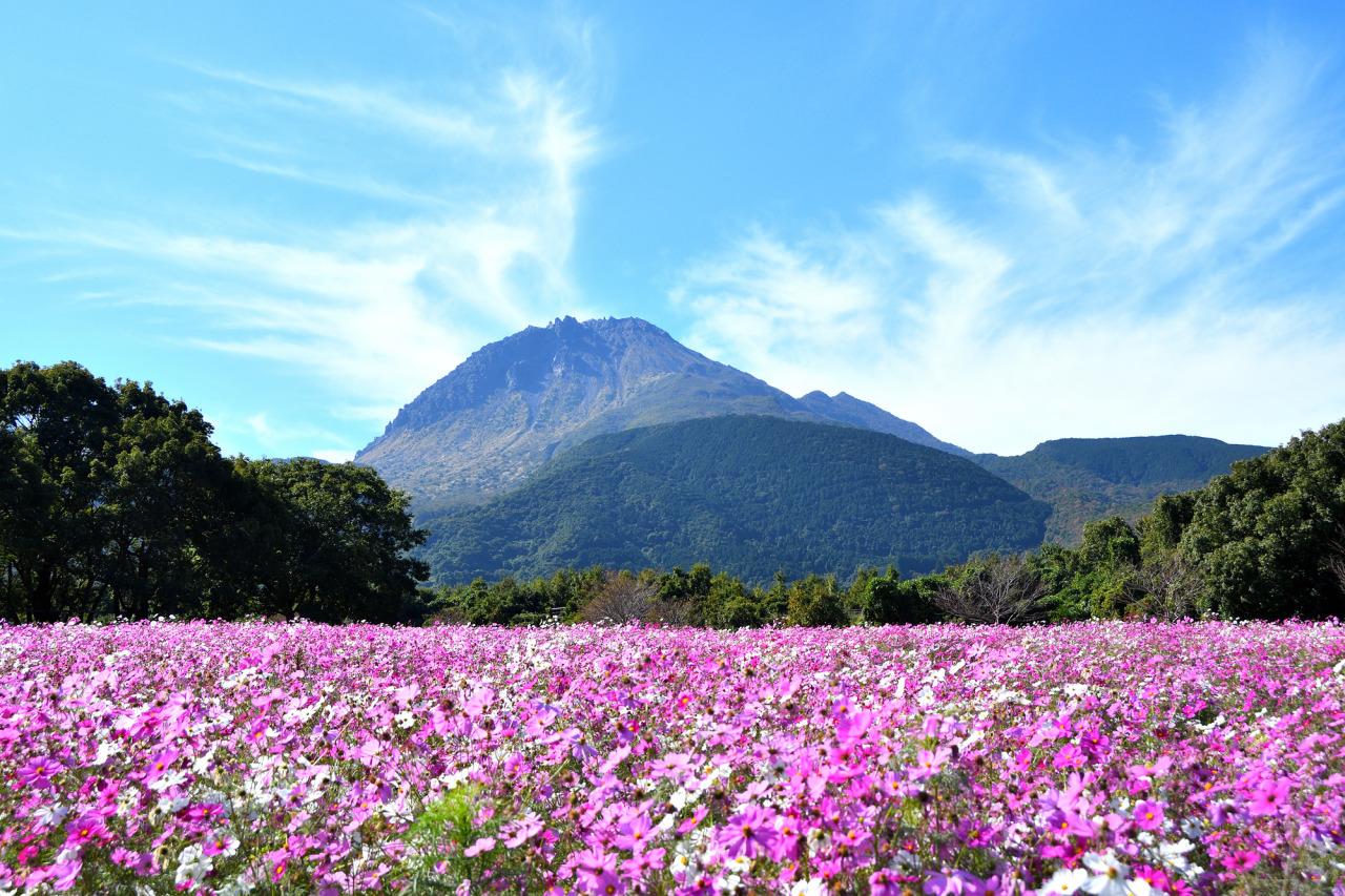 しまばら火張山花公園「秋桜まつり」-1