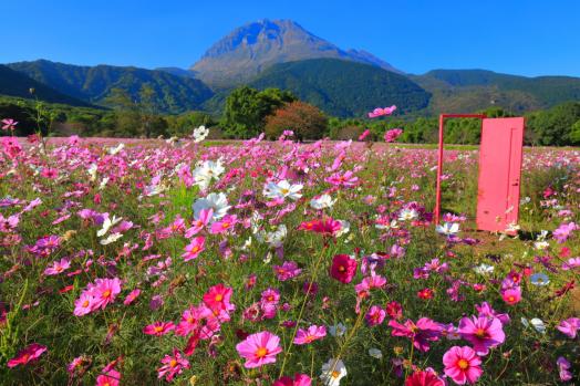 しまばら火張山花公園「秋桜まつり」-4