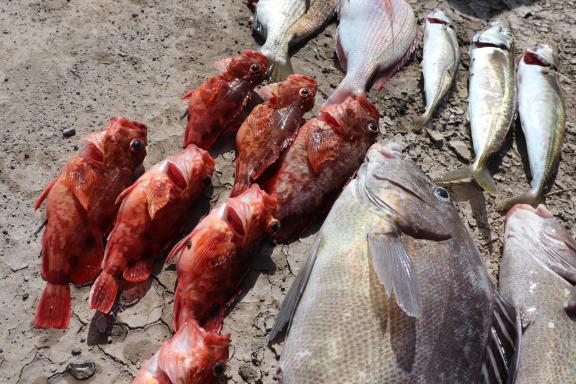 大村湾フィッシング（船釣り）-0