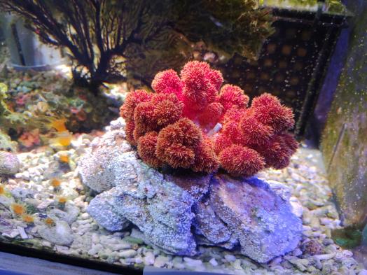 のもざきの小さな水族館 サンゴ礁の家-1