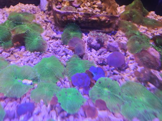 のもざきの小さな水族館 サンゴ礁の家-4