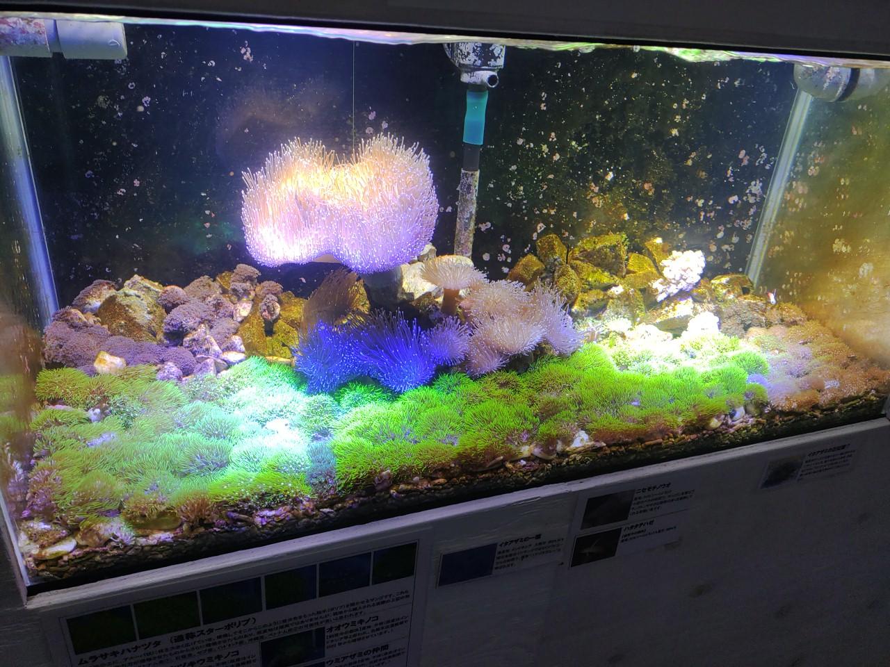 のもざきの小さな水族館 サンゴ礁の家-3